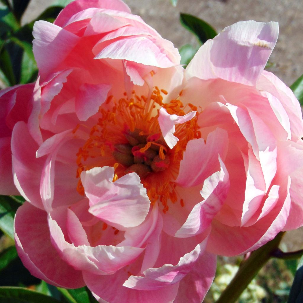 Peonia erbacea Coral Charm