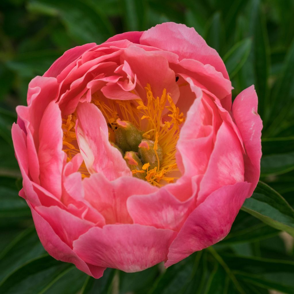 Peonia erbacea Pink Hawaiian Coral