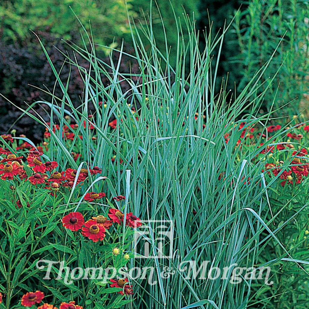 Panicum Virgatum