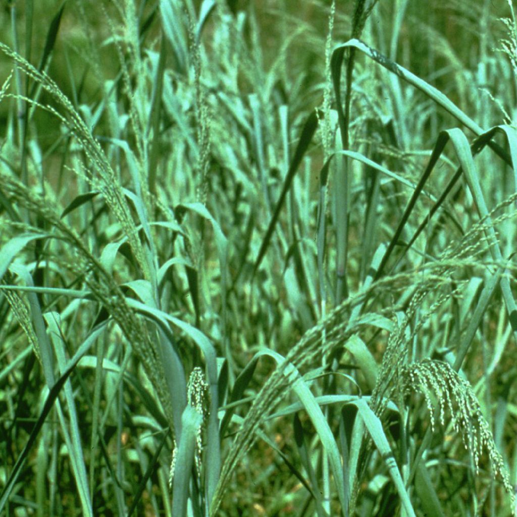 Panic - Panicum amarum