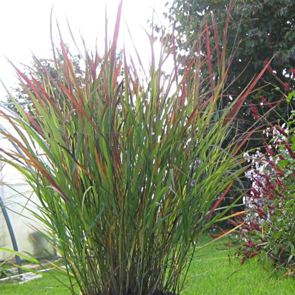 Panic érigé - Panicum virgatum Cheyenne Sky