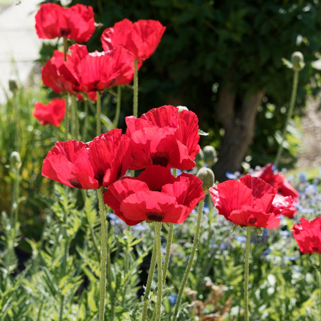 Papaver bracteatum Great Scarlet
