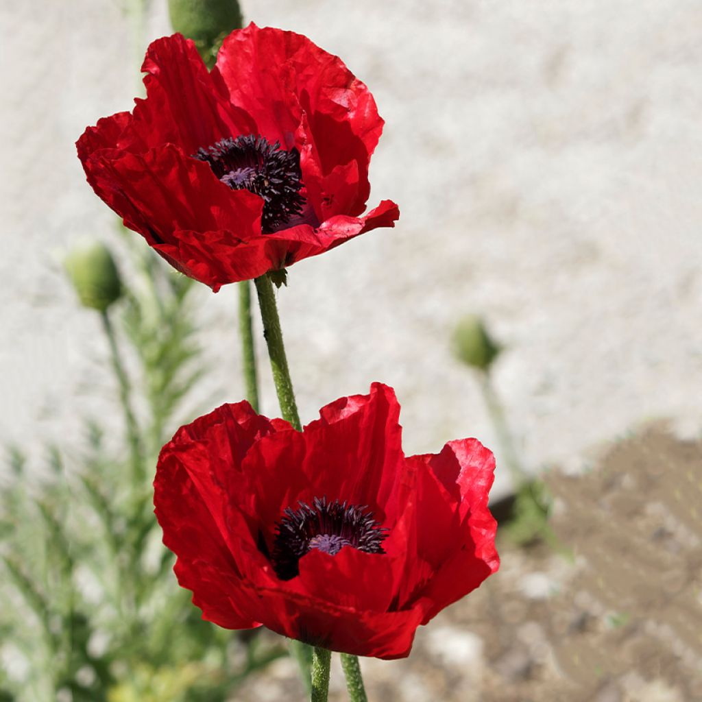 Papaver bracteatum Great Scarlet