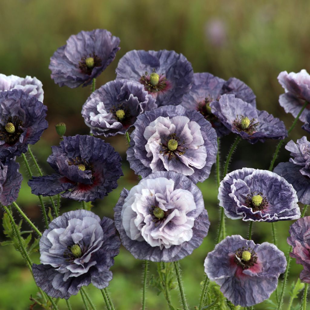 Papavero comune Amazing Grey