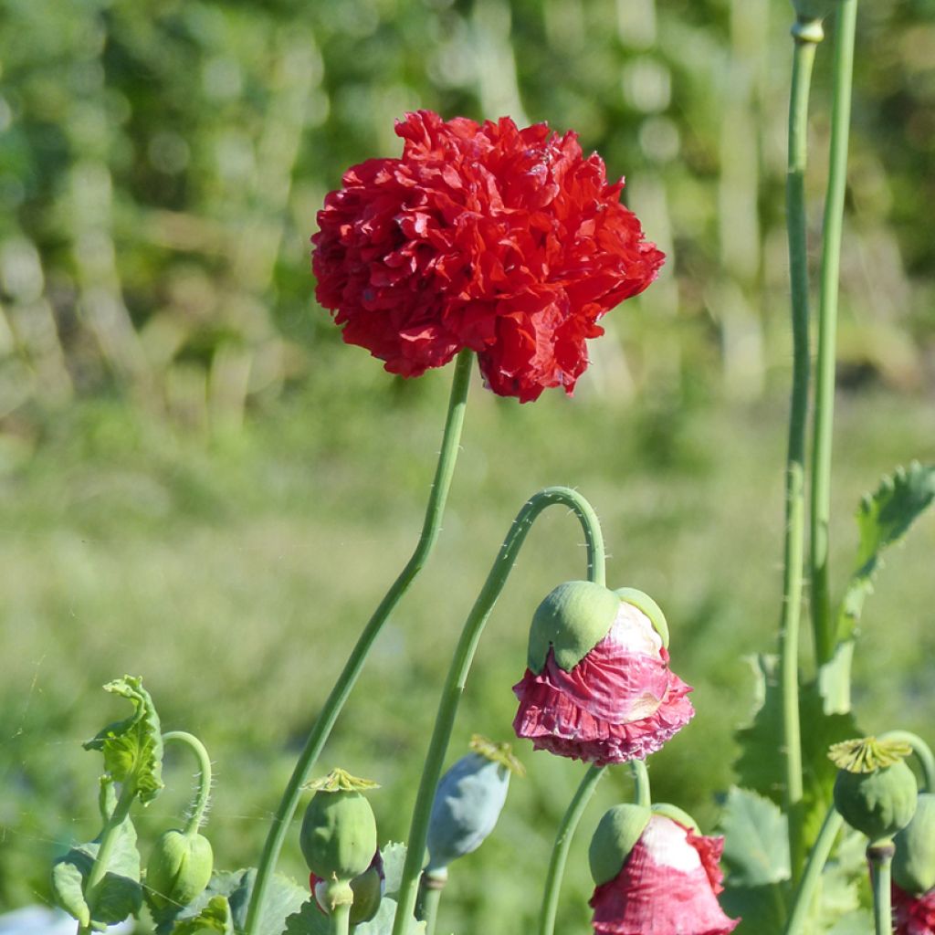 Papavero da oppio Red Peony