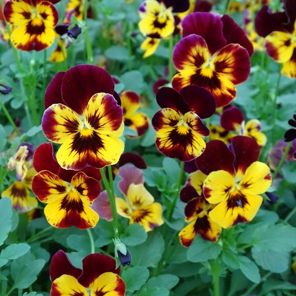 Viola Cool Wave Fire