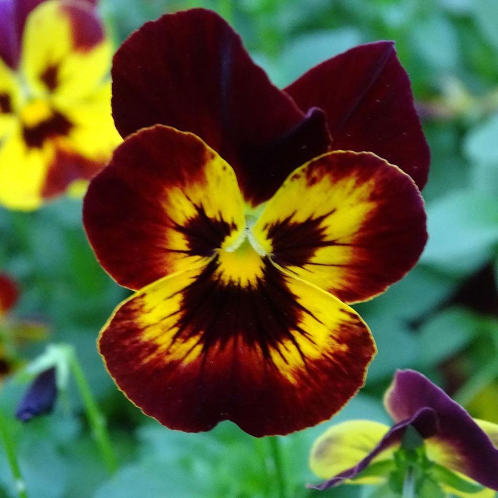 Viola Cool Wave Fire
