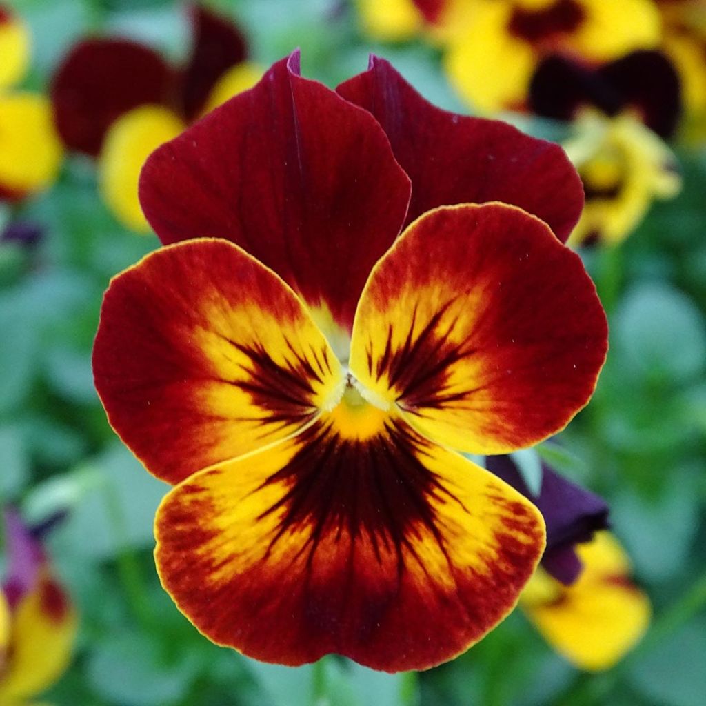 Viola Cool Wave Fire