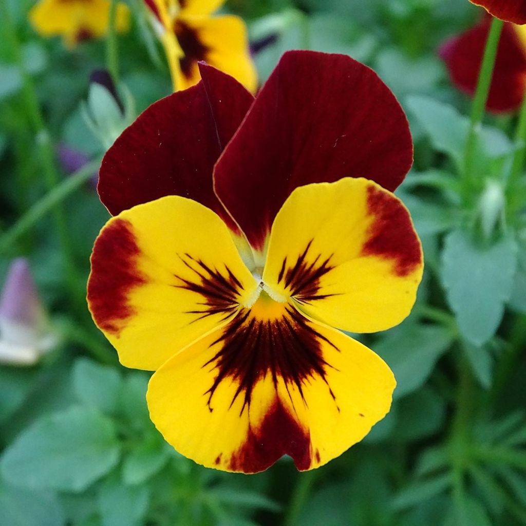Viola Cool Wave Fire
