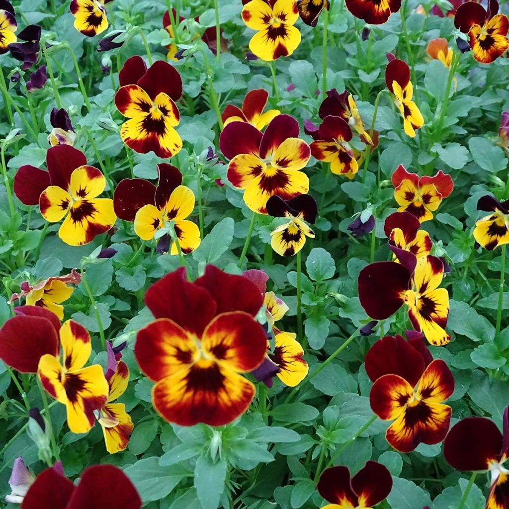 Viola Cool Wave Fire