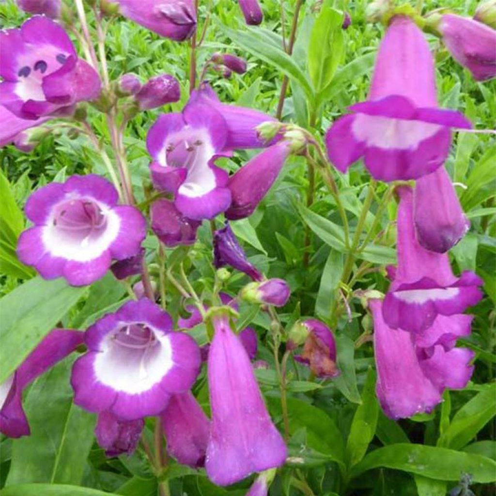 Penstemon Purple Passion - Galane