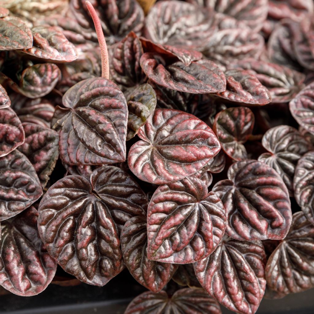 Peperomia caperata Luna