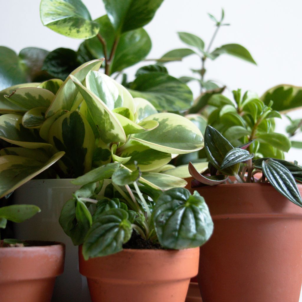 Peperomia obtusifolia Bicolor