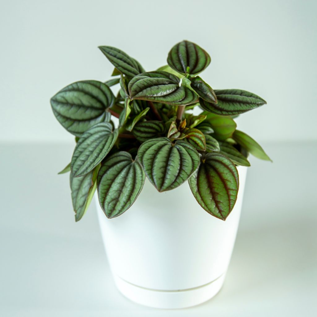 Peperomia albovittata Piccolo Banda