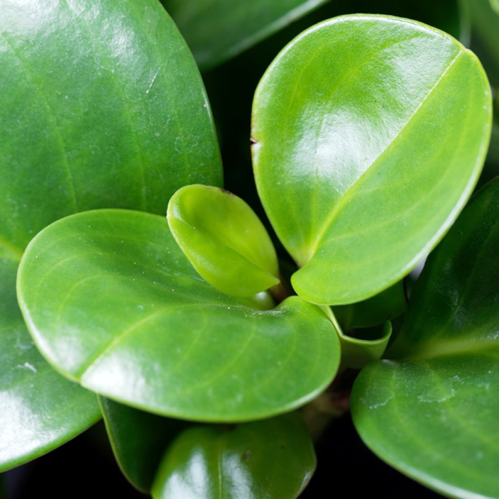 Peperomia obtusifolia Green