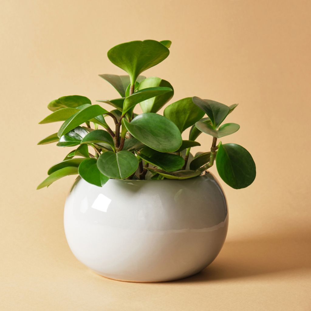 Peperomia obtusifolia Green