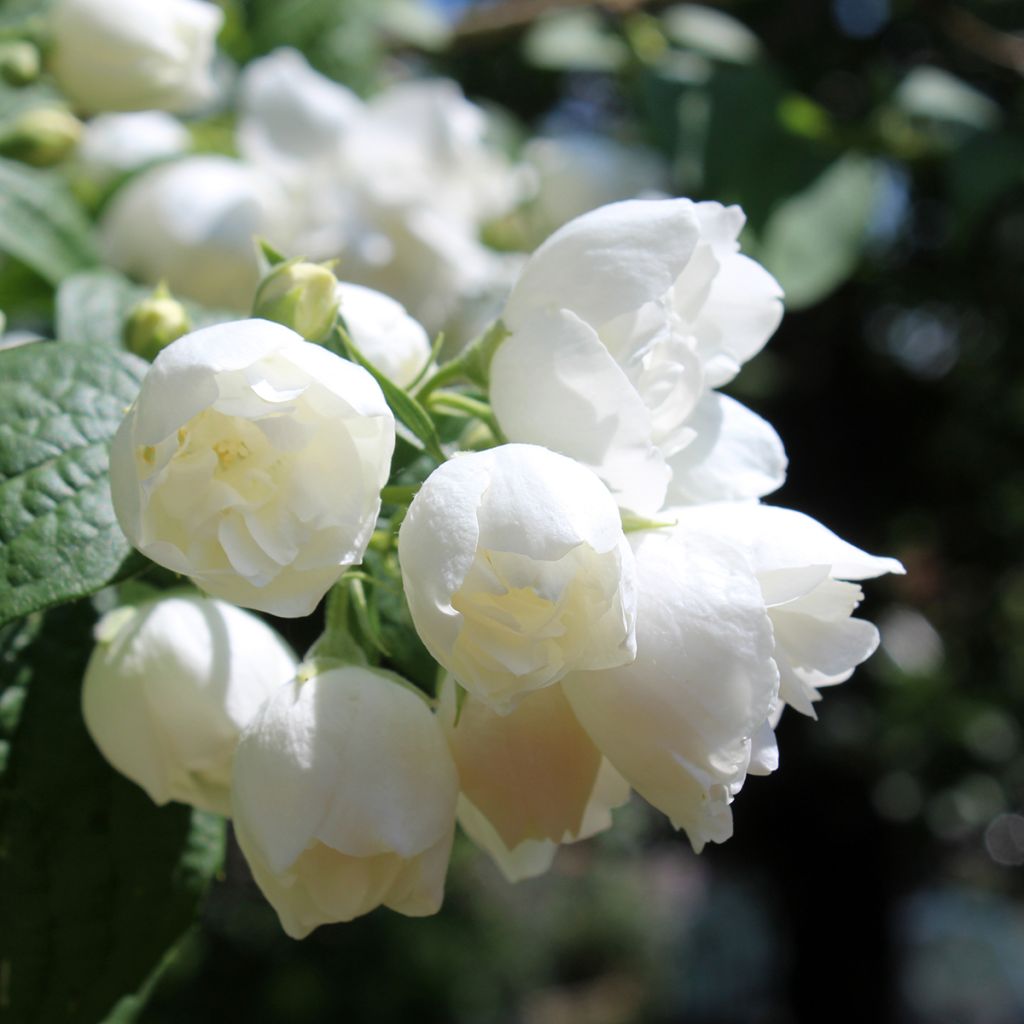 Philadelphus virginalis Albâtre - Filadelfo