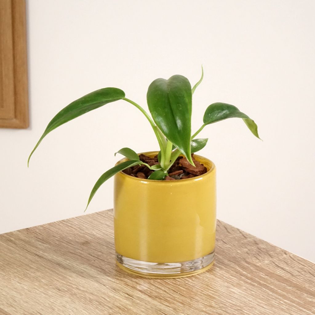Filodendro - Philodendron 69686