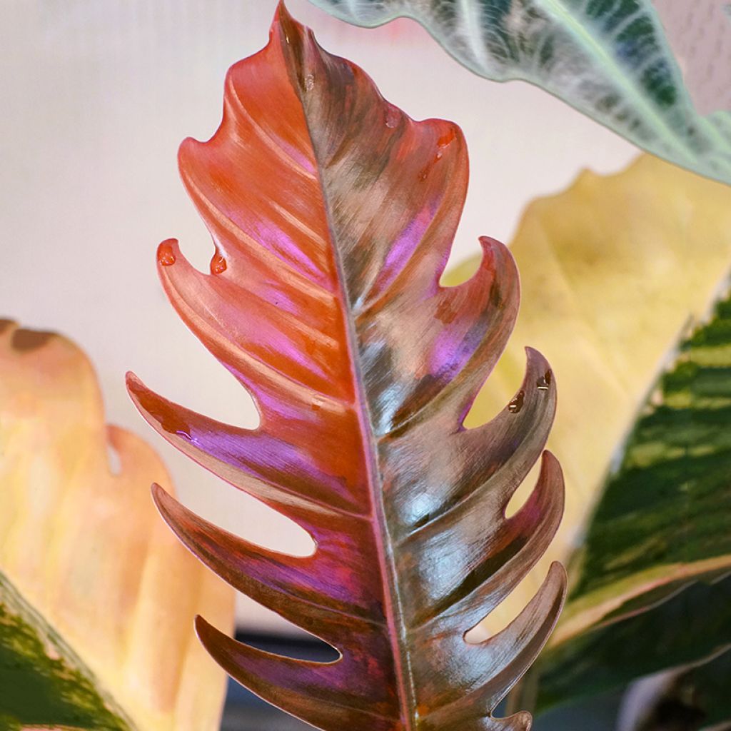 Filodendro - Philodendron Caramel Marble