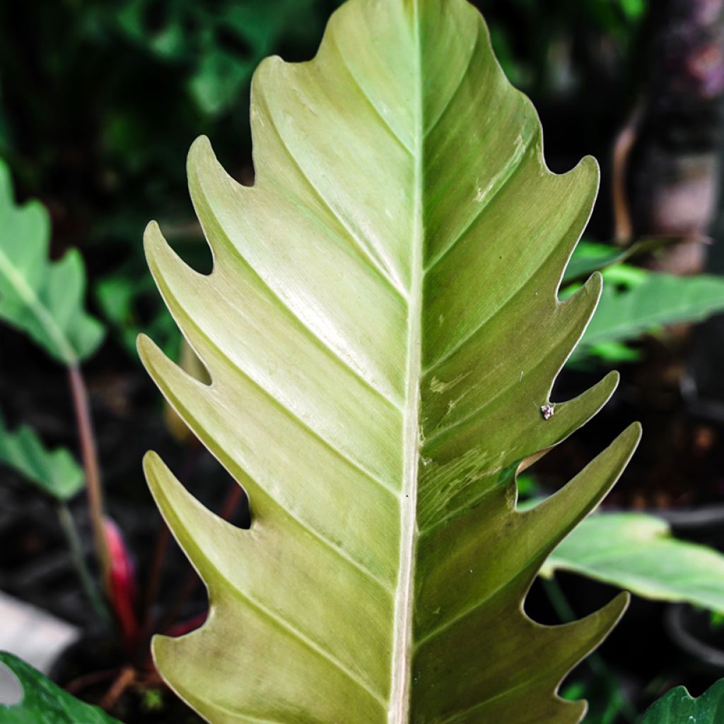 Filodendro - Philodendron Caramel Pluto