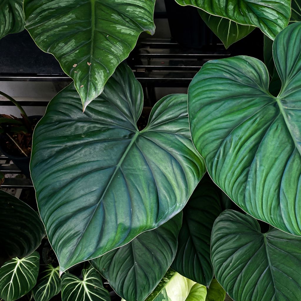 Filodendro - Philodendron sp. Colombia