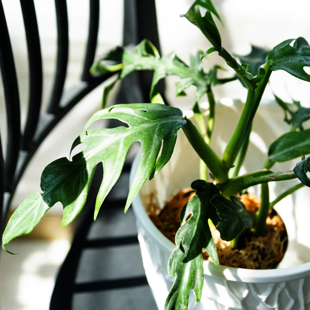 Filodendro - Philodendron elegans