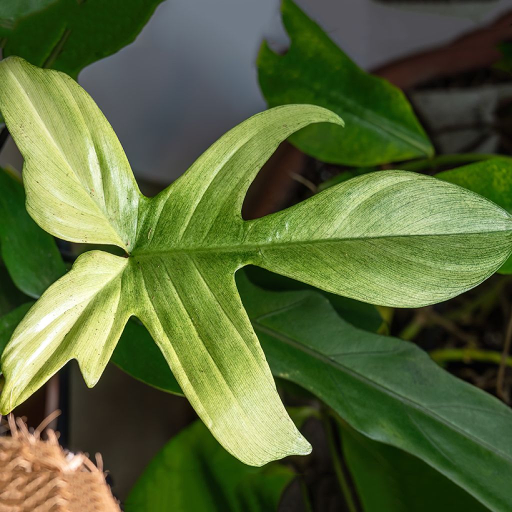 Filodendro - Philodendron Florida Ghost