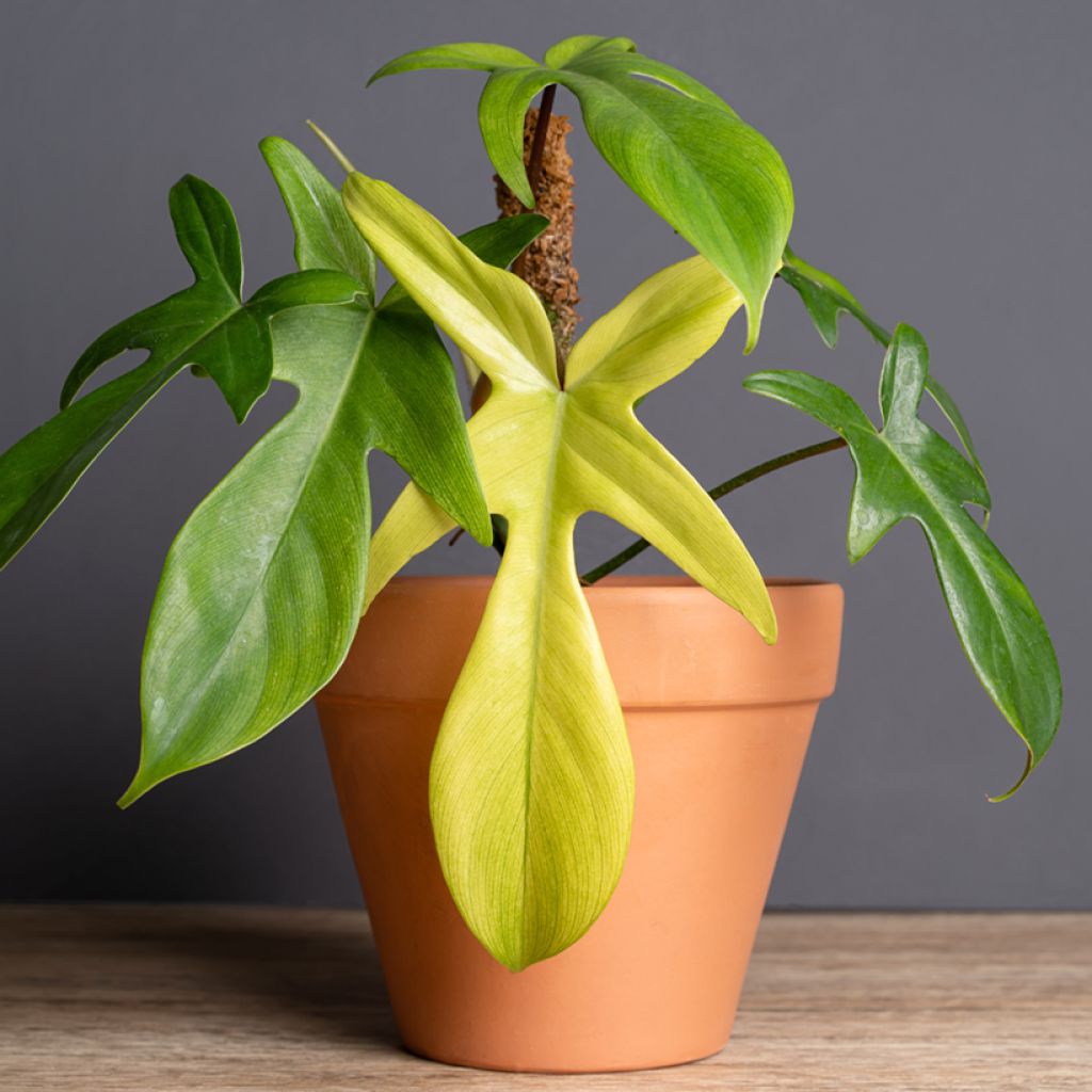 Filodendro - Philodendron Florida Ghost