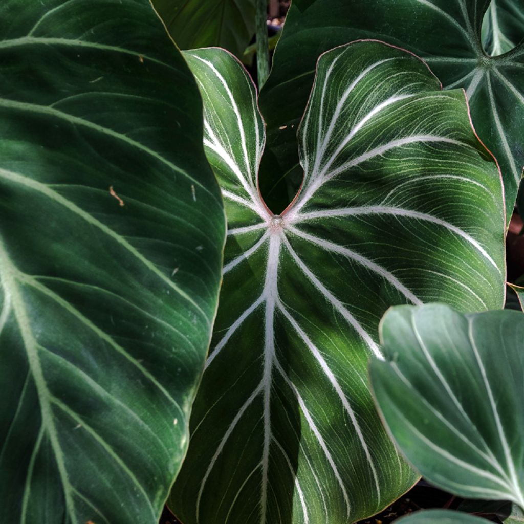 Filodendro - Philodendron gloriosum