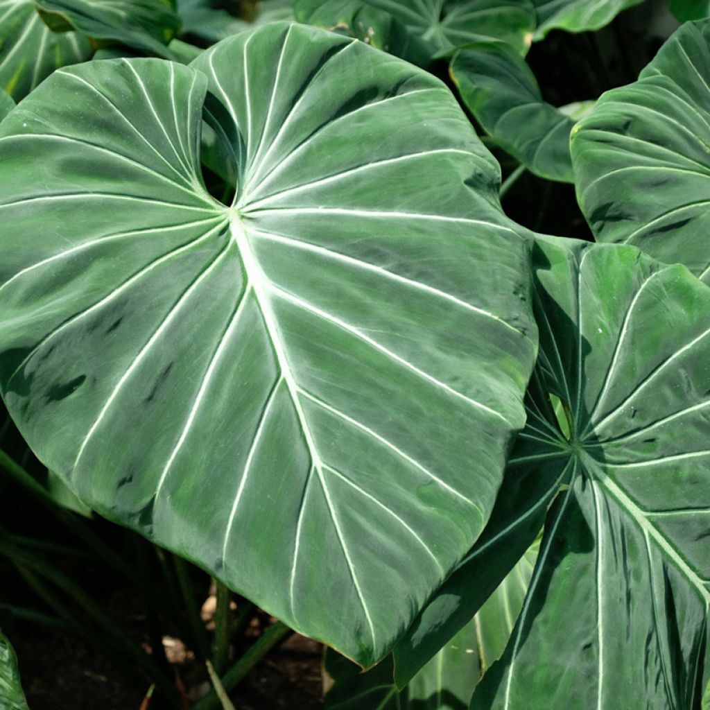 Filodendro - Philodendron gloriosum
