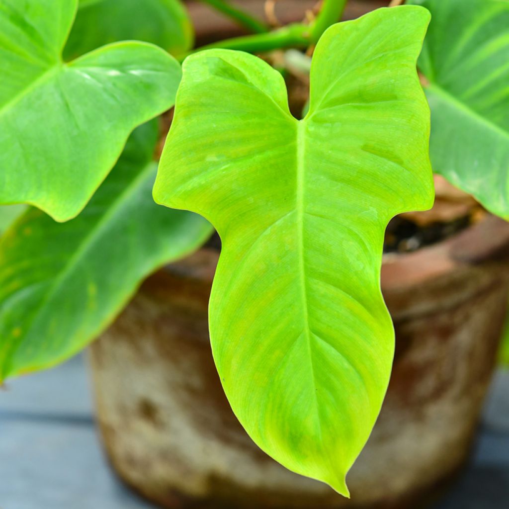 Filodendro - Philodendron Golden Violin
