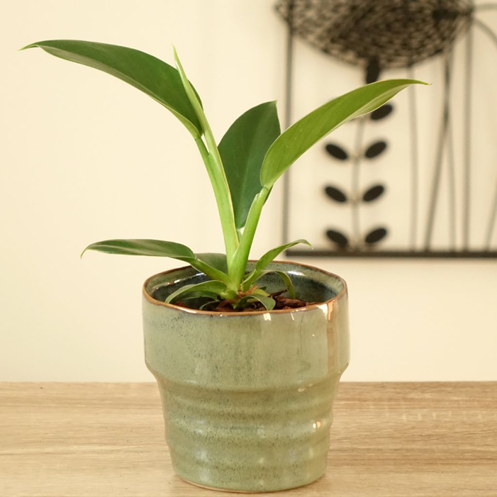 Filodendro - Philodendron Imperial Green