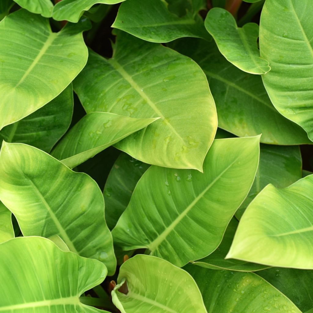 Filodendro - Philodendron Imperial Green