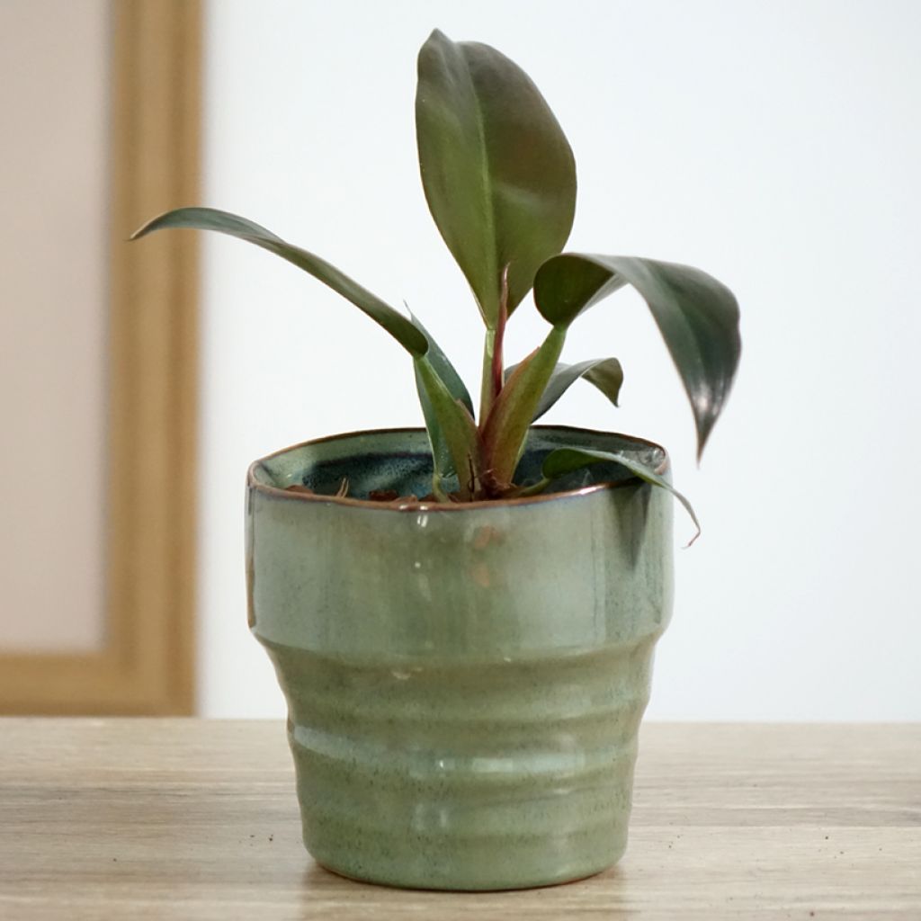 Filodendro - Philodendron Imperial Red