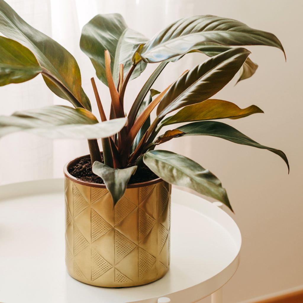 Filodendro - Philodendron Imperial Red