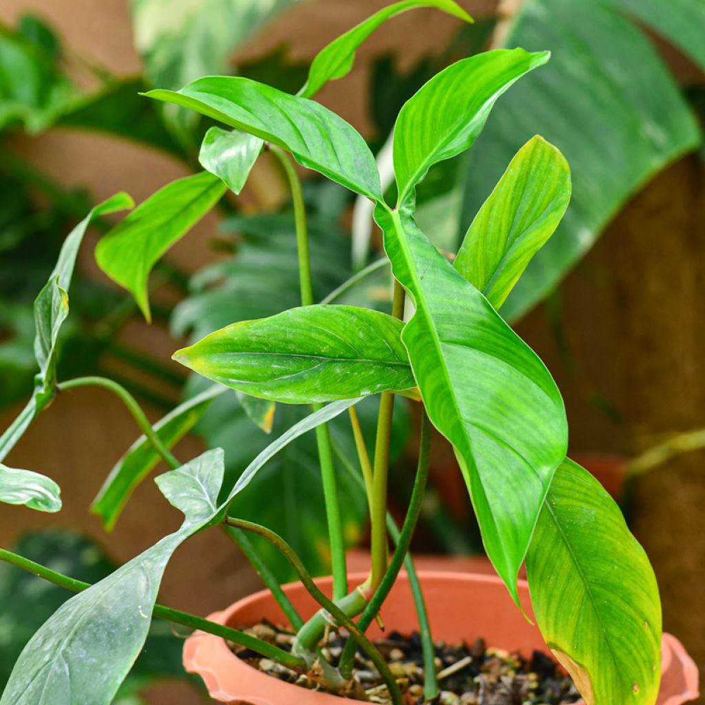 Filodendro - Philodendron x joepii