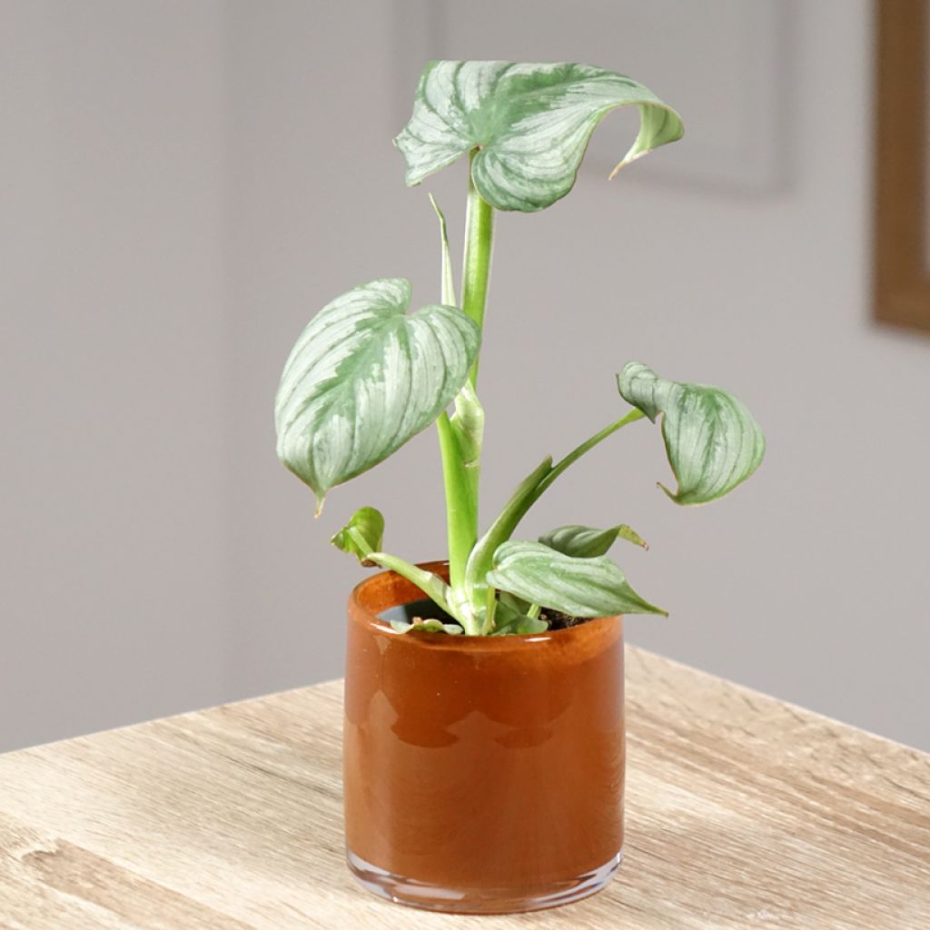 Filodendro - Philodendron McDowell