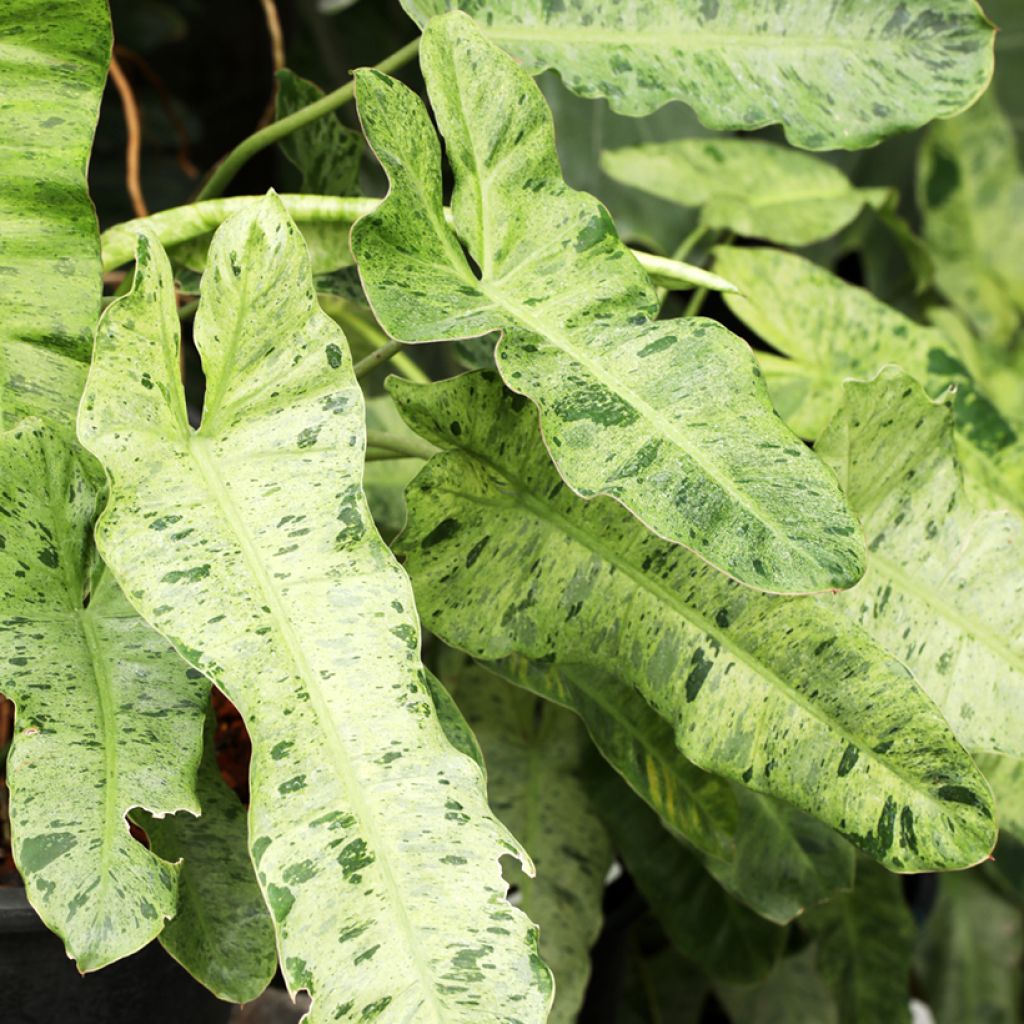 Filodendro - Philodendron Paraiso Verde