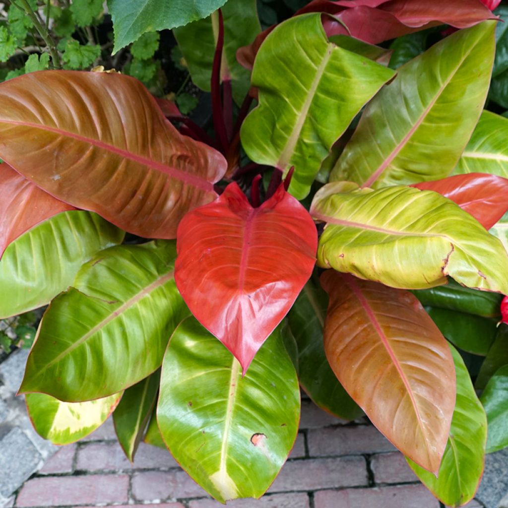Filodendro - Philodendron Prince of Orange