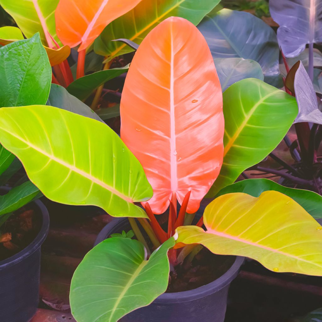 Filodendro - Philodendron Prince of Orange