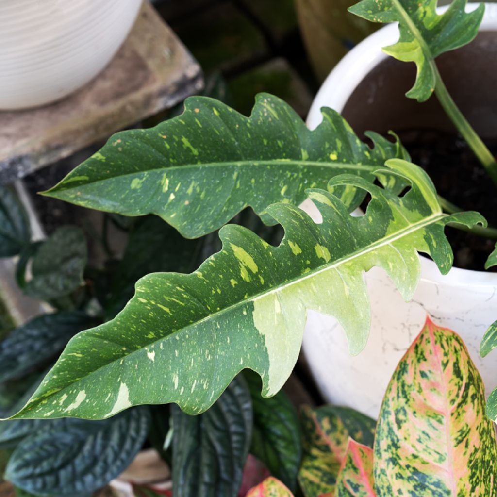 Filodendro - Philodendron Ring of Fire