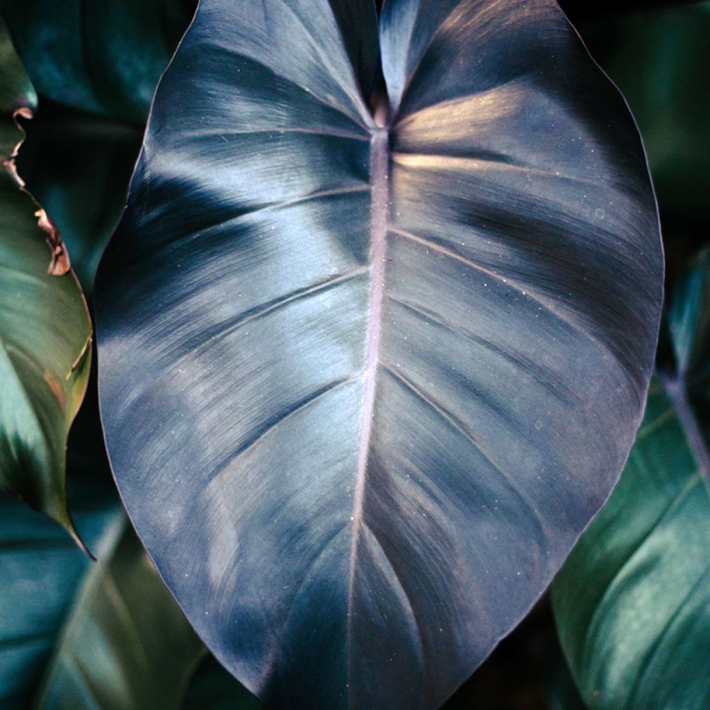 Filodendro - Philodendron Royal Queen