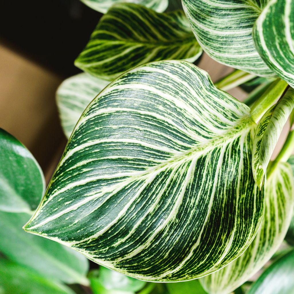 Filodendro - Philodendron White Measure