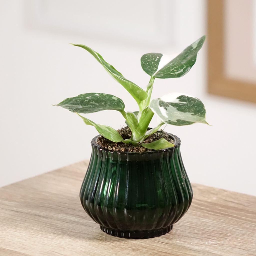 Filodendro - Philodendron White Wizard