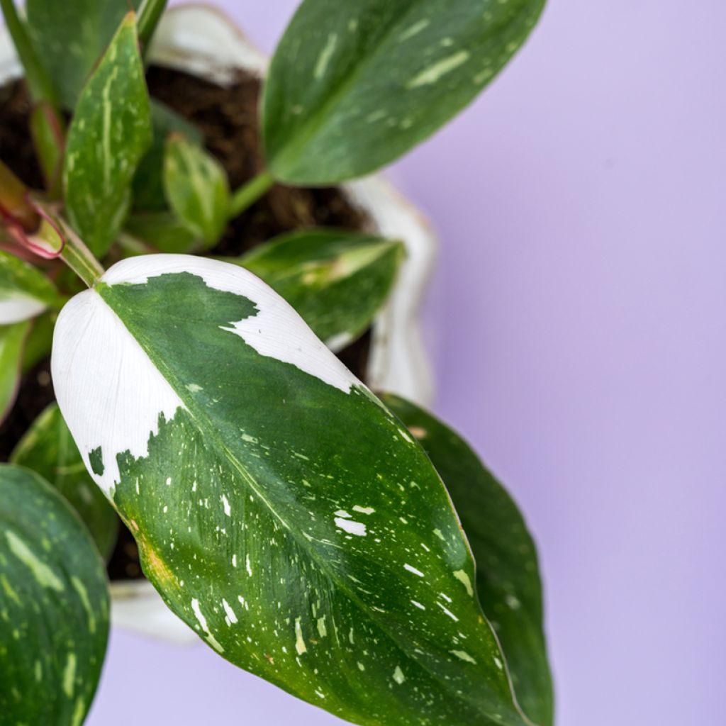 Filodendro - Philodendron White Wizard