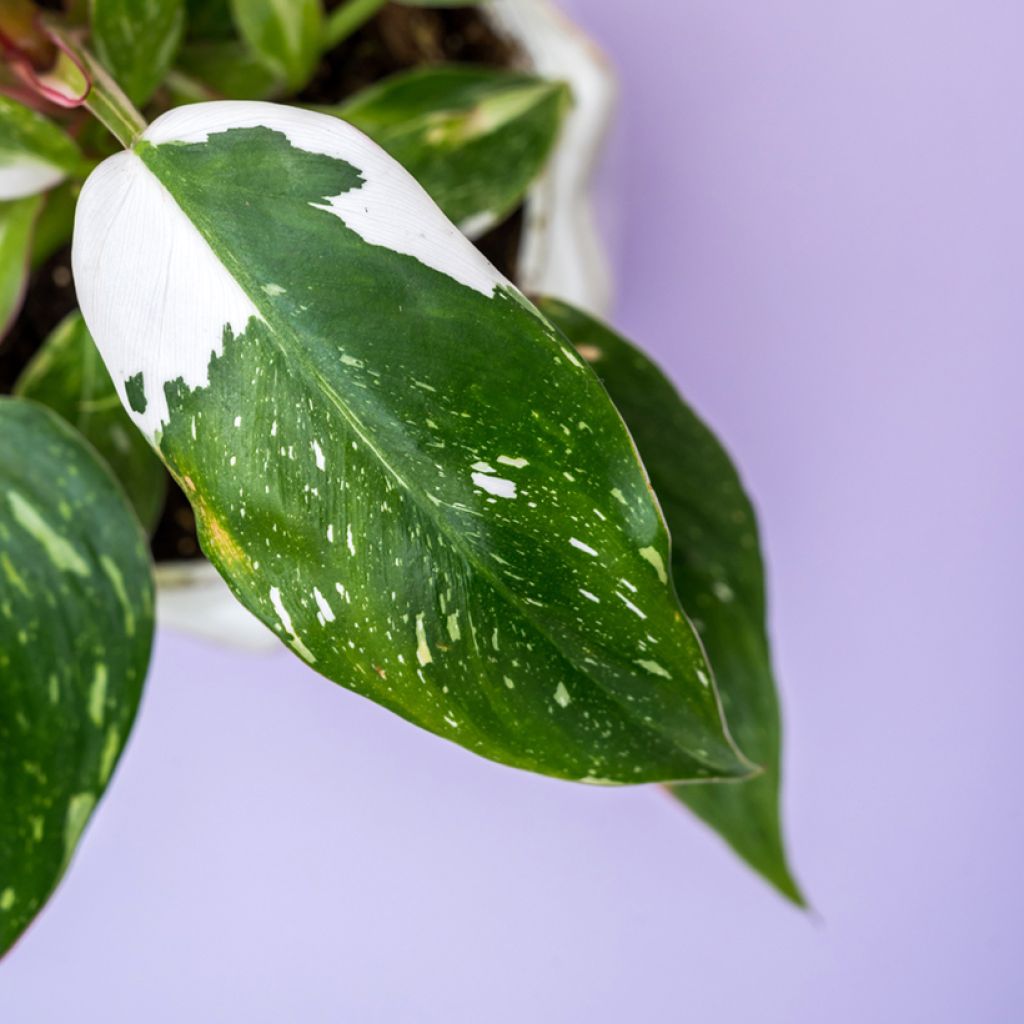 Filodendro - Philodendron White Princess