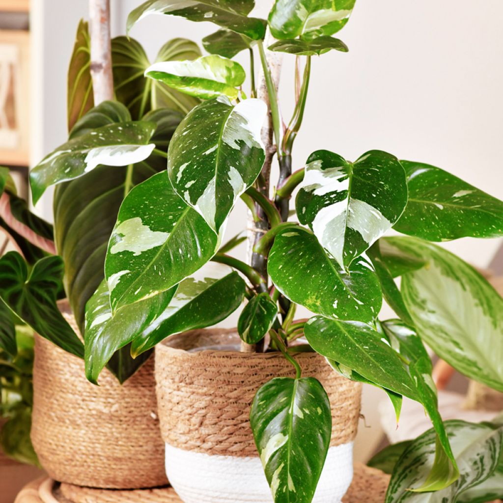 Filodendro - Philodendron White Princess