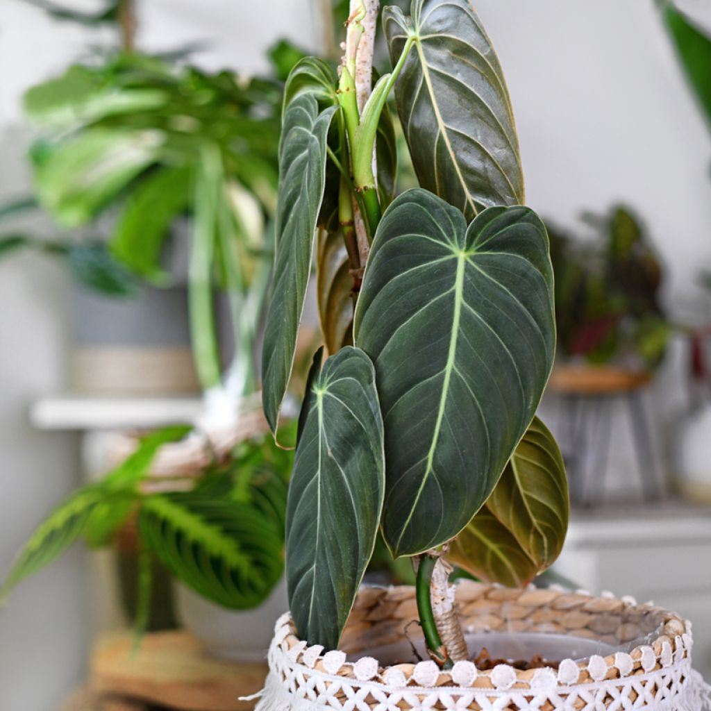 Filodendro - Philodendron melanochrysum