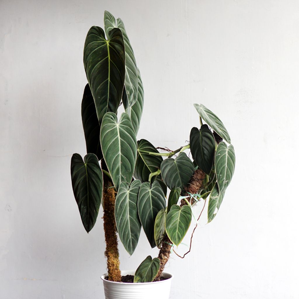 Filodendro - Philodendron melanochrysum