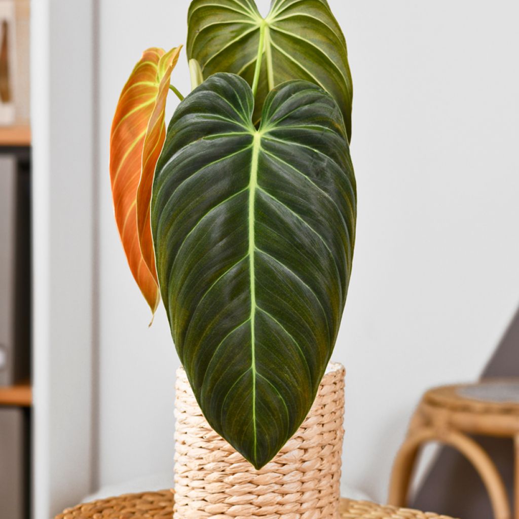 Filodendro - Philodendron melanochrysum